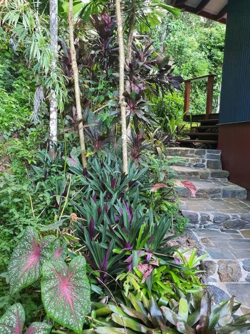 Treeverb Beach House - Daintree Cow Bay Esterno foto